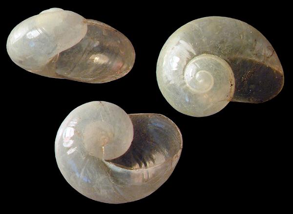 Photo of Vitrina pellucida by <a href="http://www.mollus.ca/">Robert  Forsyth</a>